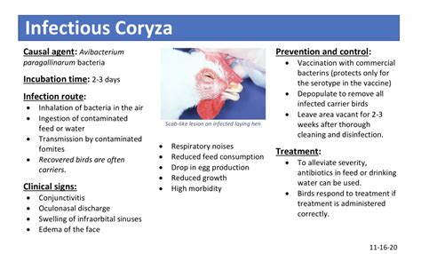 CORYZA .